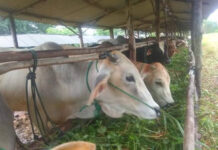 Ekonomi Meranti Lesu, Jumlah Kurban Tahun Ini Diprediksi Turun 20 Persen