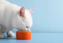 Kisah Pak Anam Bangun ‘Hotel’ untuk Kucing Telantar