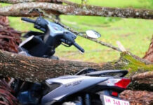 Kuansing Dilanda Angin Kencang, Rumah dan Kendaraan Warga Ditimpa Pohon